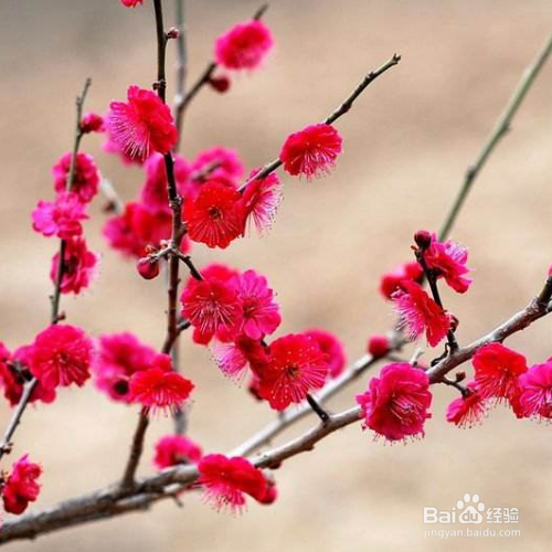 红梅盆栽的养殖方法和注意事项
