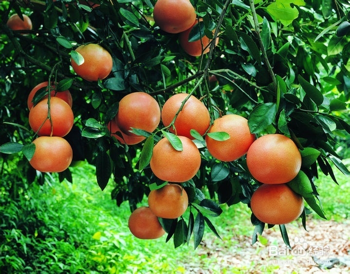 过田园式生活攻略