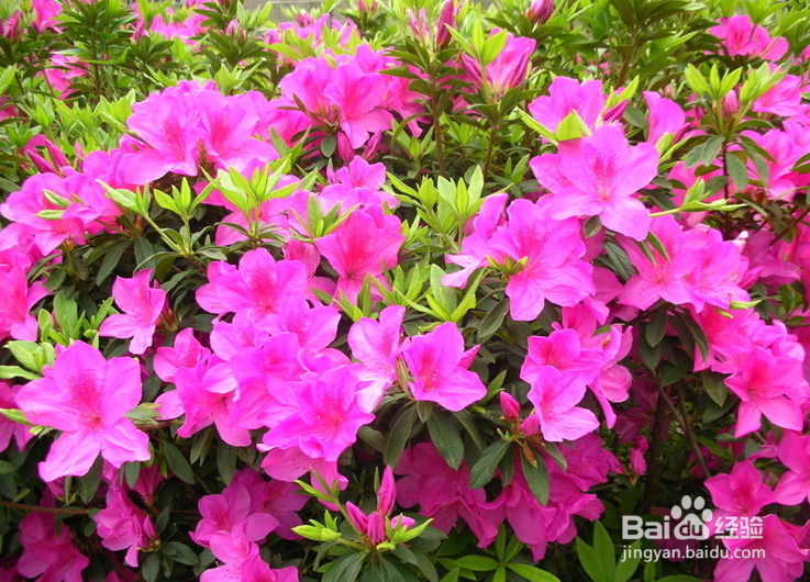 杜鹃花养殖方法