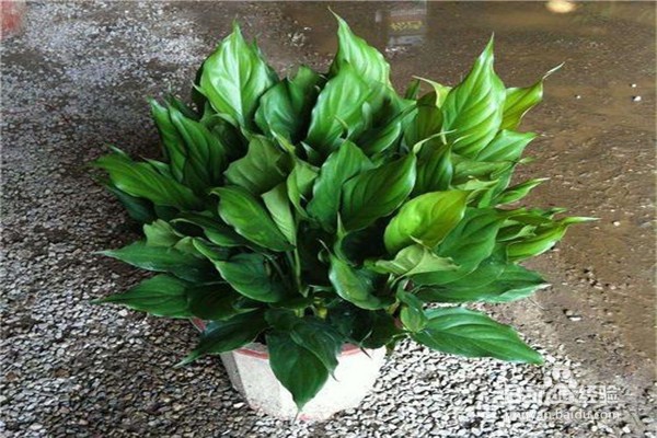 万年青的注意事项和养殖方法？