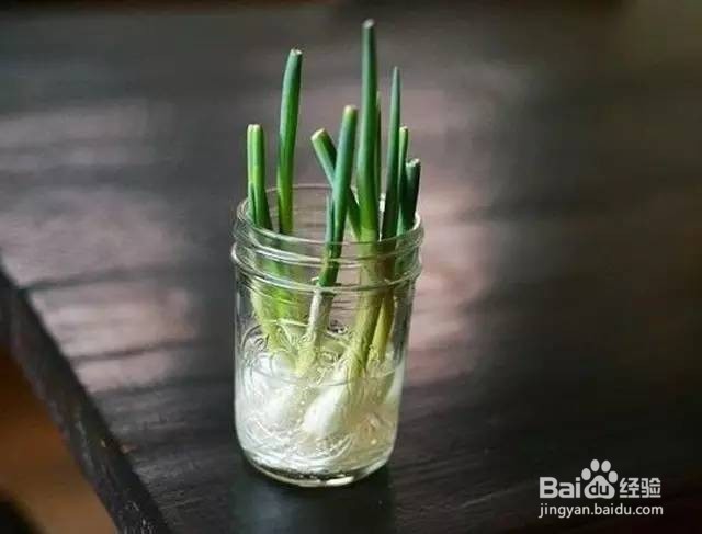 把它们养起来，阳台菜园能如花儿一样美~