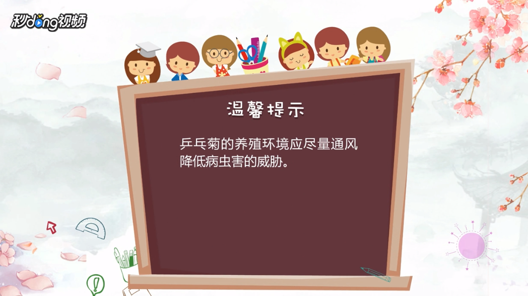 乒乓菊如何养殖