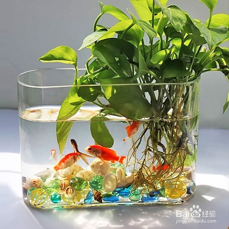 上海花卉盆栽租赁简介如何在水培植物下养鱼