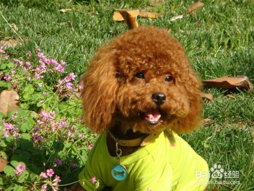 泰迪犬毛色变浅怎么办 泰迪毛色变白怎么办 百度经验