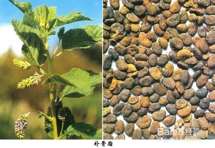 前列腺炎中医食疗偏方十