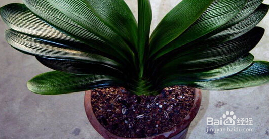 君子兰的养殖方法注意事项有哪些,这你知道吗?