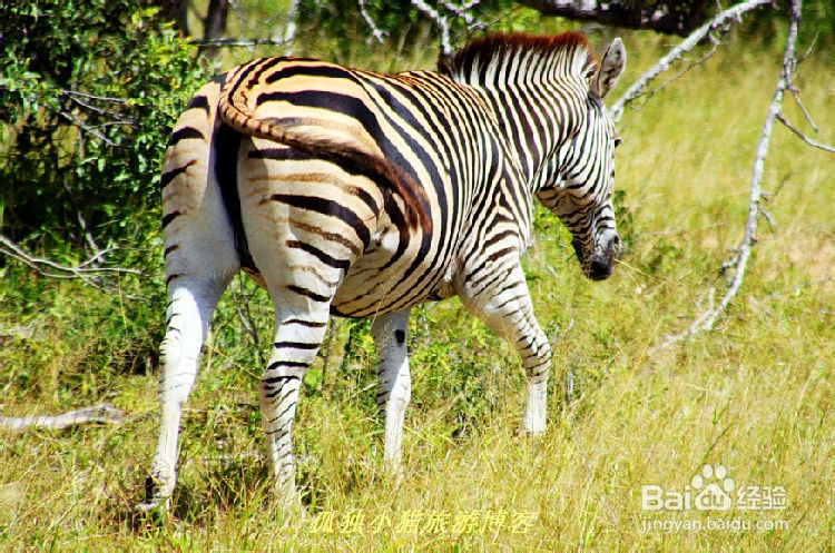 激情南非 蜜月之旅