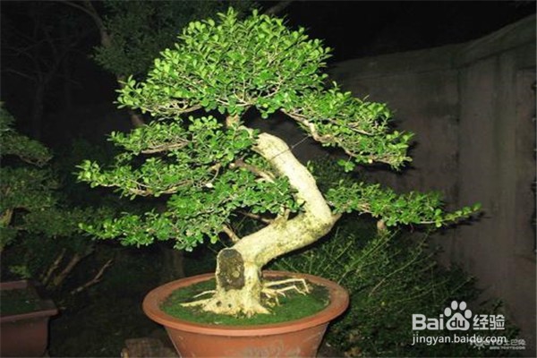 罗汉松的养殖方法和注意事项都有什么？