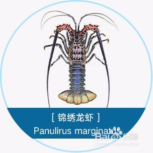 跳入龙虾大坑前,先读这篇入坑说明书