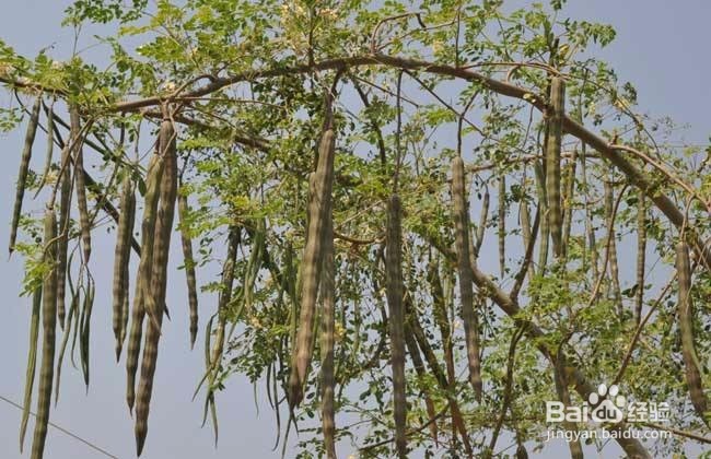 辣木籽怎么吃?且看老农教你怎么吃!