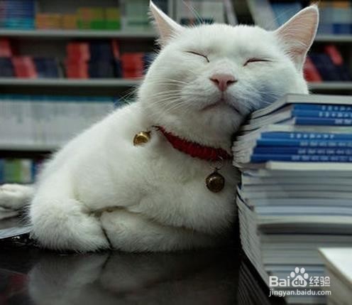 肾综合征出血热治疗上需要注意哪些问题