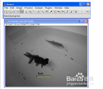 如何测定图片中物体的大小?