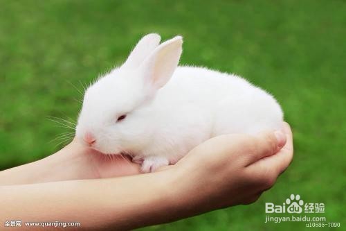 如何养兔子让它健康成长
