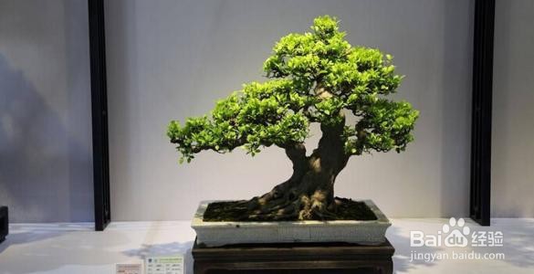 榕树的养殖方法和注意事项