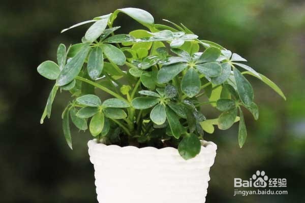 常用的室内生态净化(全氧时空)植物有哪些?