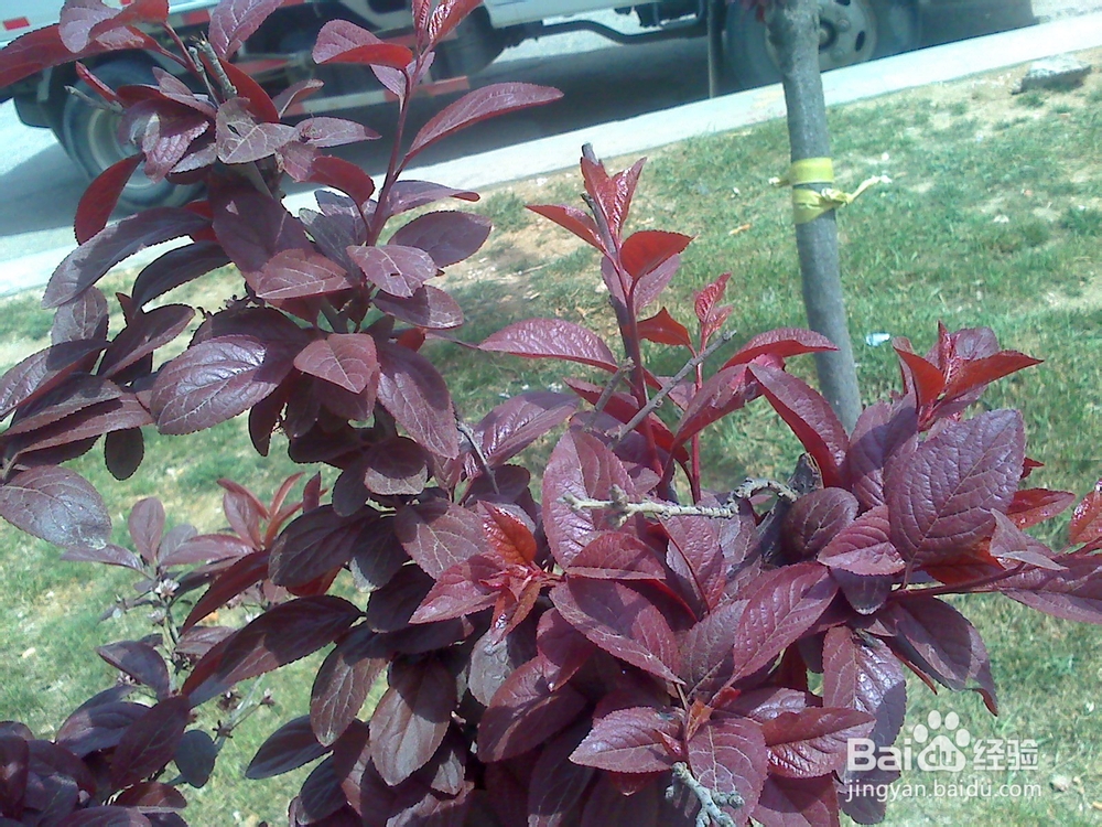 怎样告诉孩子什么是天然的氧吧--13