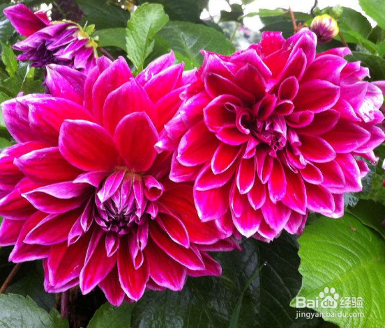 女人月经期间如何保养？