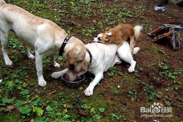 恶狗咬人怎么办 怎么防止恶狗伤人