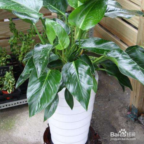 绿钻的培育方法和注意事项