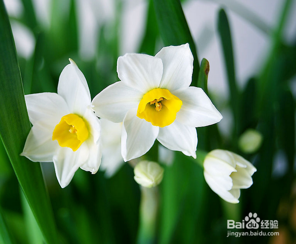 冬天土培水仙花正确养法