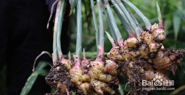 新收的姜怎样保存