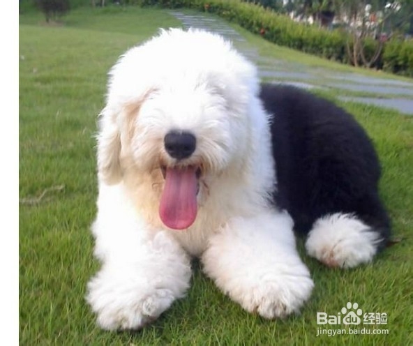 苏格兰牧羊犬夏季饲养