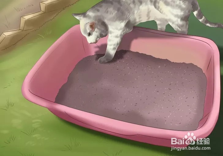 怎样照顾幼猫？