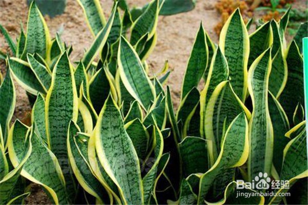 虎皮兰应该怎么养？