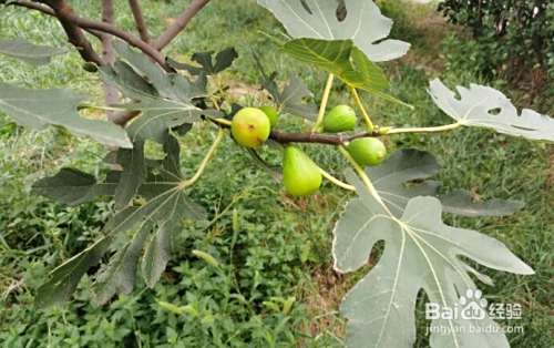 无花果怎么栽培 百度经验