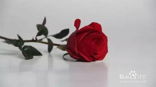 如何养玫瑰花？