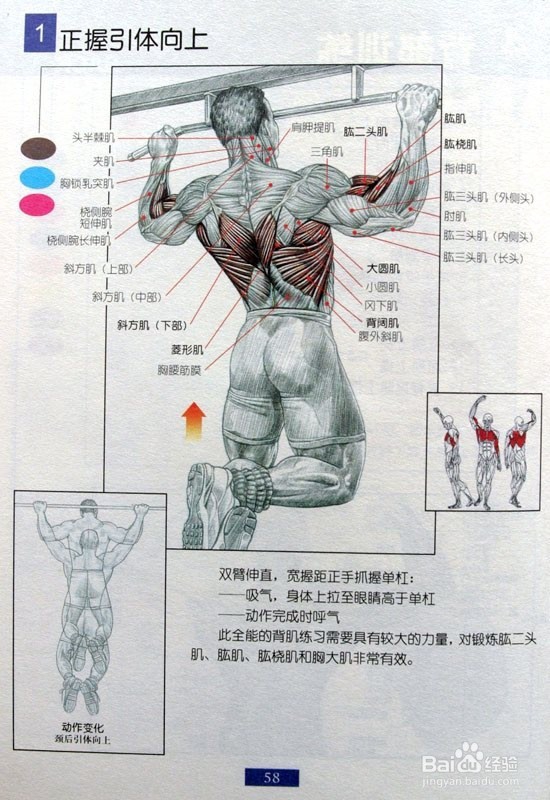 男士必须收藏：男士胸部和背部健身方法