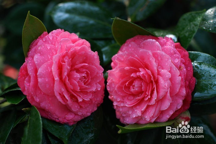 怎样养殖山茶花