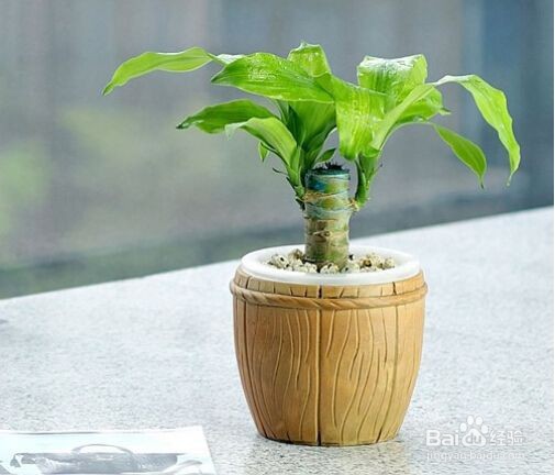 巴西木怎么发芽快