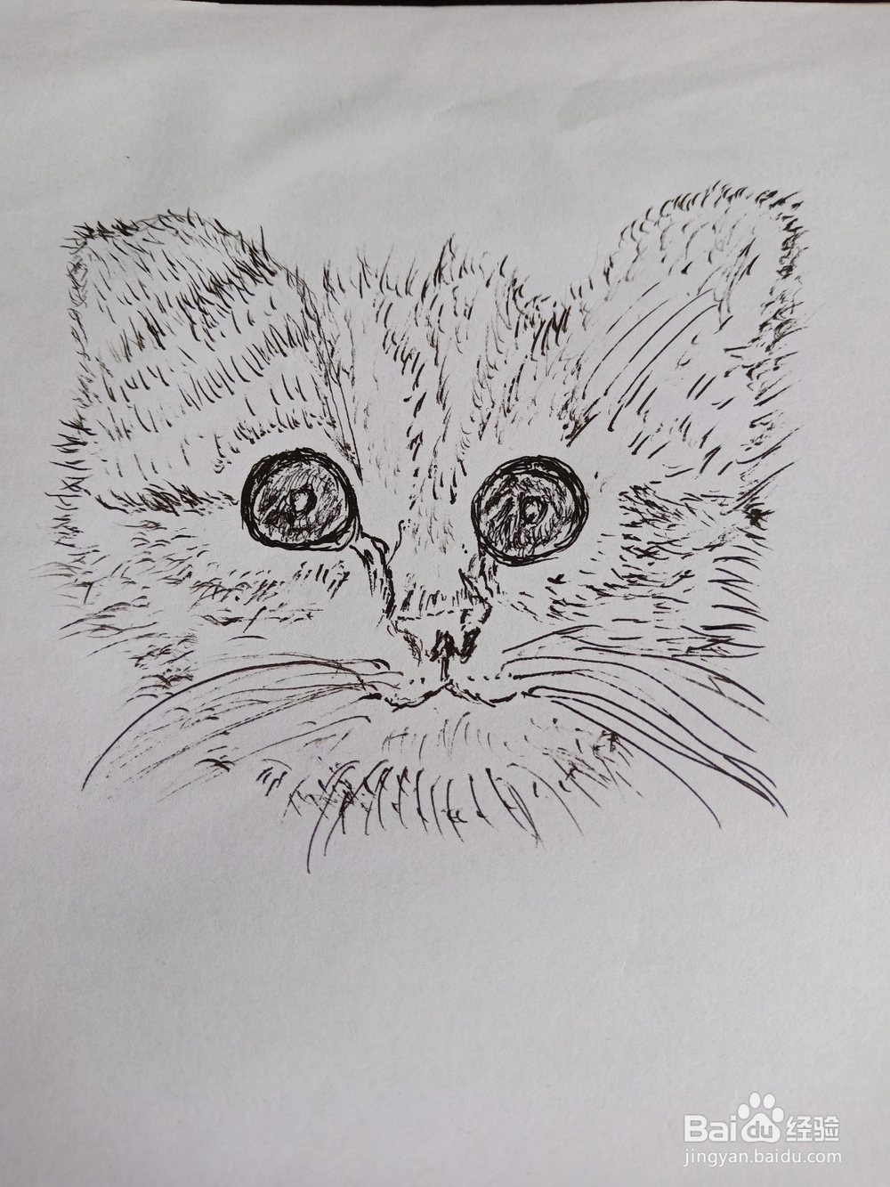 钢笔画猫的画法