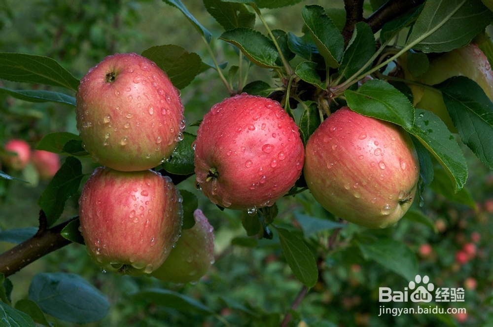 让痘痘消失的无影无踪吧