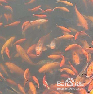 小鱼缸养什么鱼好养活