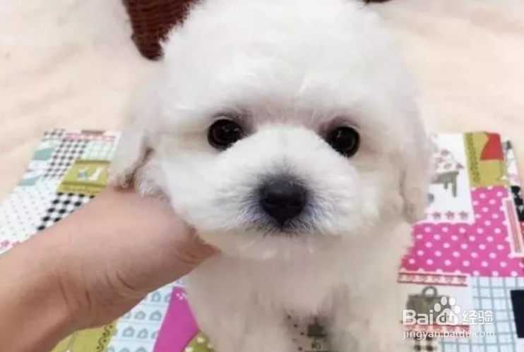 近几年最烧钱狗狗排名