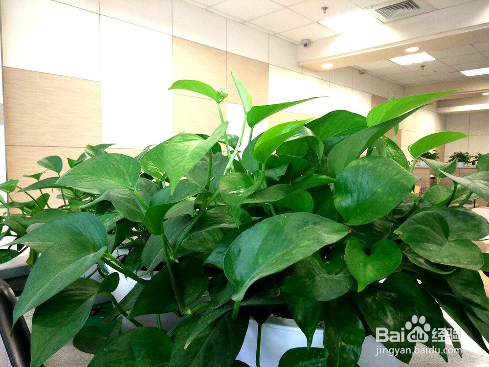 防辐射植物室内