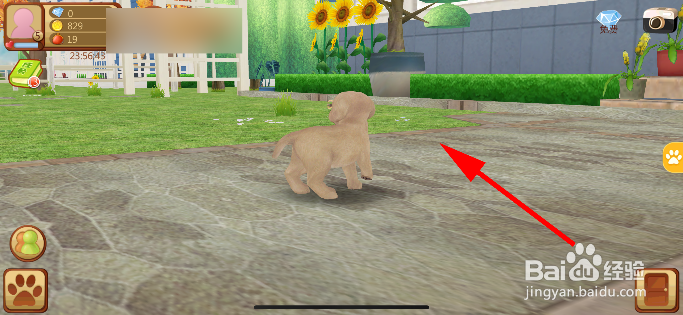 心动小狗怎么进入后院