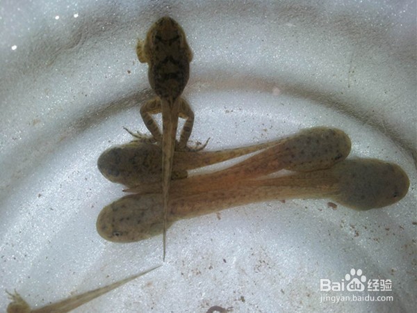 如何区分蝌蚪和小鱼