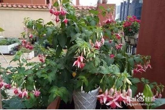 吊金钟怎么养才能更旺盛