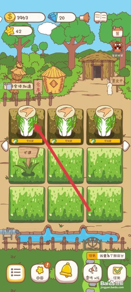 口袋菜地使用采摘大白菜怎么做