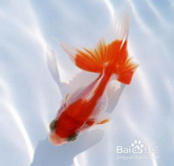 金鱼身子歪了怎么救