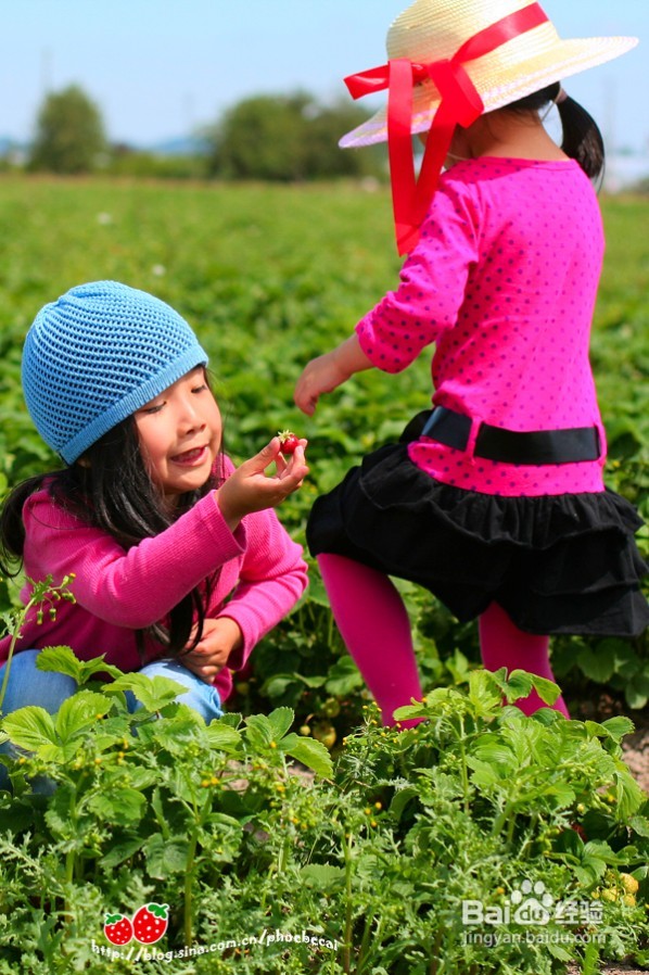 温哥华田园风情草莓采摘(组图)