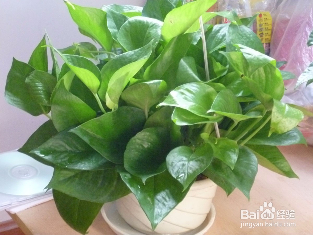 家里放哪些花会让家人更长寿