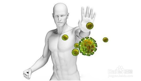 舞茸如何在免疫系统中发挥作用