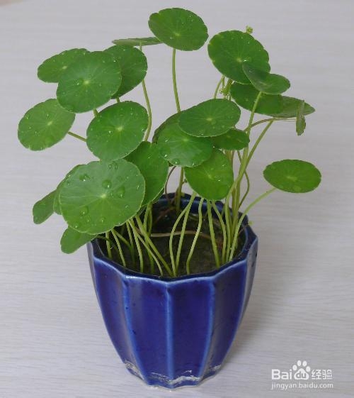 几款适合孩子养的植物