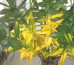 花的叶子为什么变黄