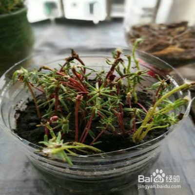 秋季种植太阳花注意事项