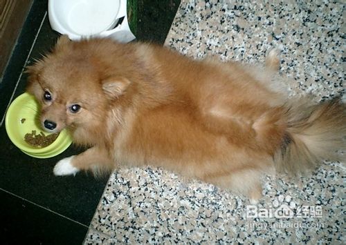 如何快速训练一只乖乖的狗狗